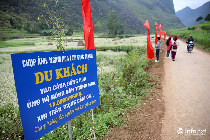 Ngút mắt trước hoa tam giác mạch Hà Giang - ảnh 10