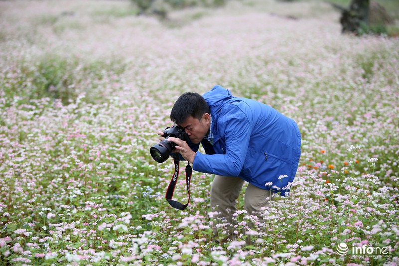 Ngút mắt trước hoa tam giác mạch Hà Giang - ảnh 11