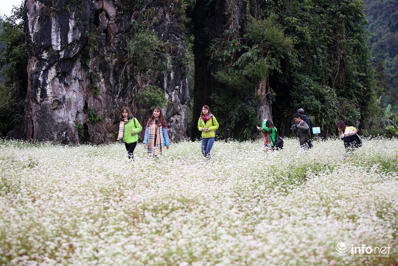 Ngút mắt trước hoa tam giác mạch Hà Giang - ảnh 3
