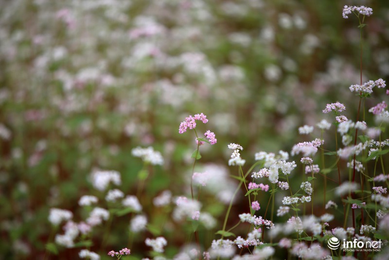 Ngút mắt trước hoa tam giác mạch Hà Giang - ảnh 4