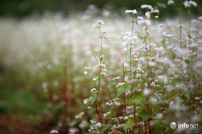 Ngút mắt trước hoa tam giác mạch Hà Giang - ảnh 5