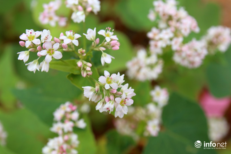 Ngút mắt trước hoa tam giác mạch Hà Giang - ảnh 6