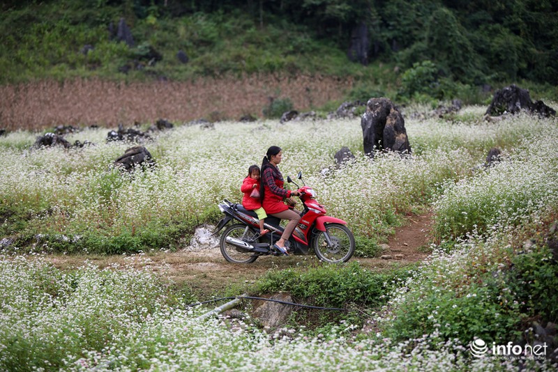 Ngút mắt trước hoa tam giác mạch Hà Giang - ảnh 7