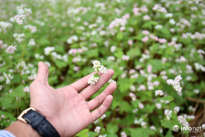 Ngút mắt trước hoa tam giác mạch Hà Giang - ảnh 8