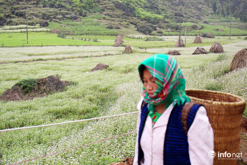 Ngút mắt trước hoa tam giác mạch Hà Giang - ảnh 9