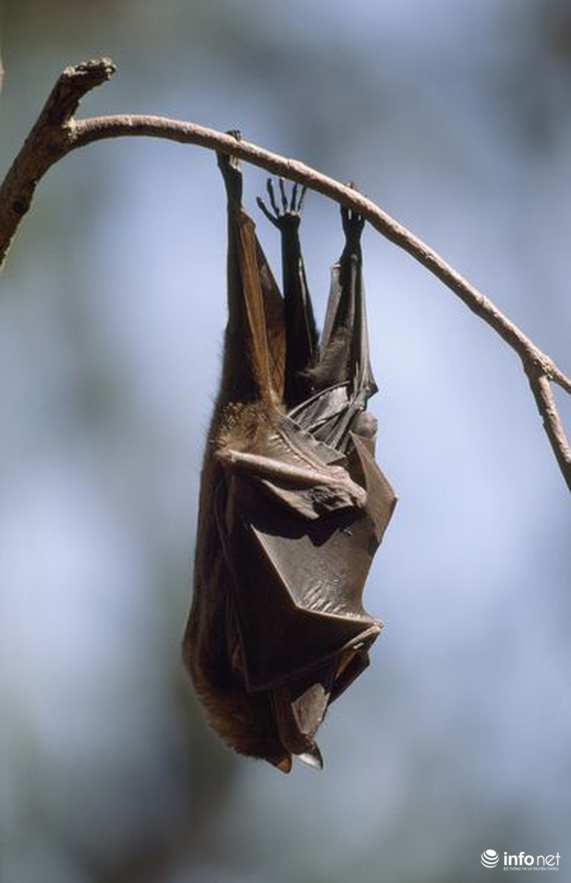Sự thật bất ngờ về dơi hút máu - ảnh 10
