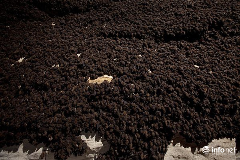 Sự thật bất ngờ về dơi hút máu - ảnh 12