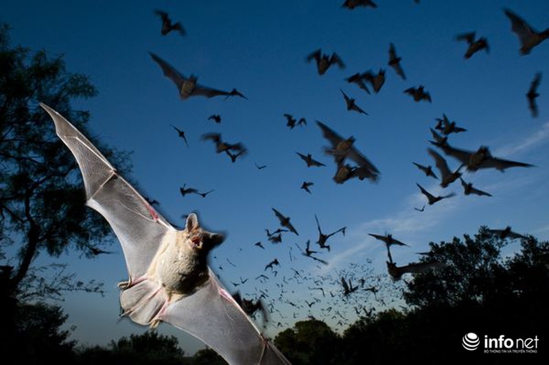 Sự thật bất ngờ về dơi hút máu - ảnh 1