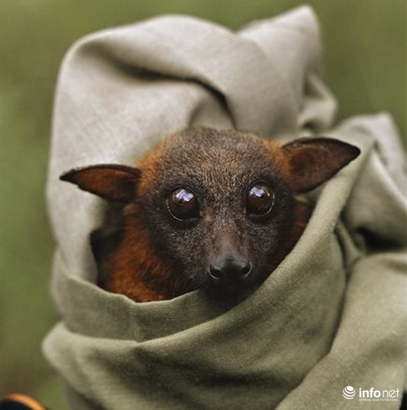 Sự thật bất ngờ về dơi hút máu - ảnh 4