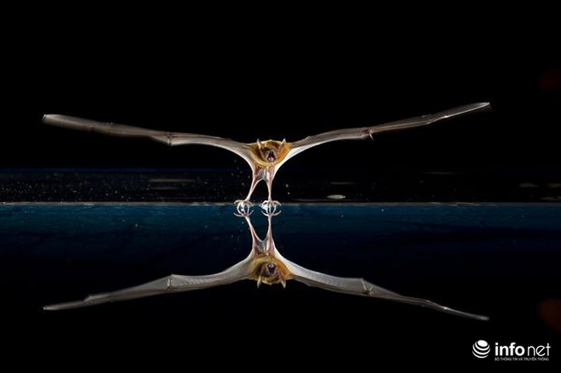 Sự thật bất ngờ về dơi hút máu - ảnh 5