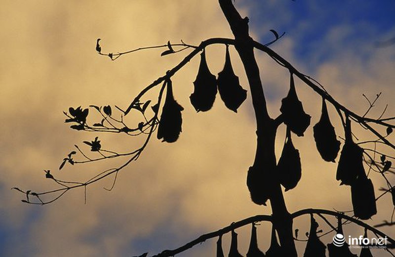 Sự thật bất ngờ về dơi hút máu - ảnh 6