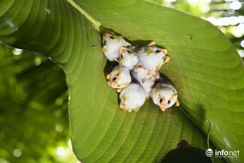 Sự thật bất ngờ về dơi hút máu - ảnh 7