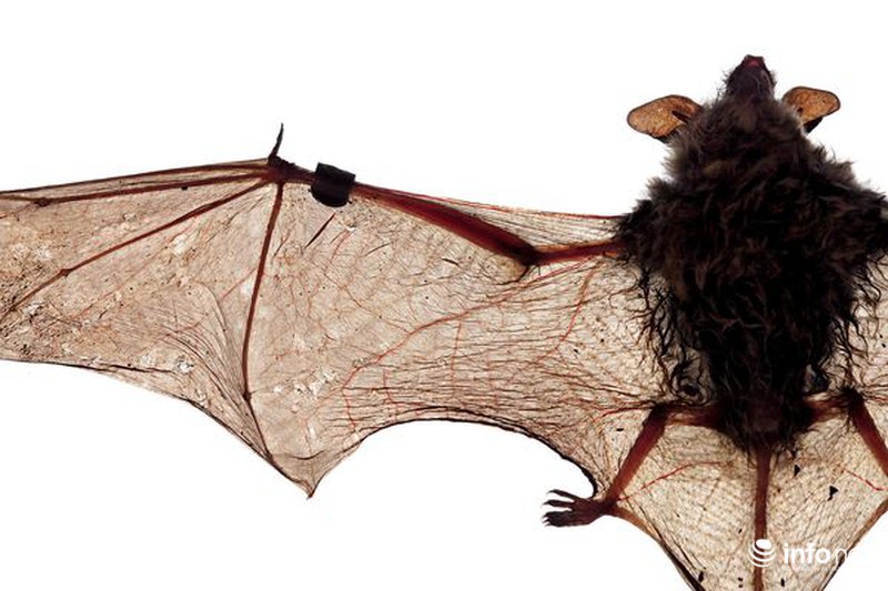 Sự thật bất ngờ về dơi hút máu - ảnh 9
