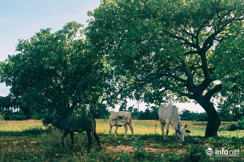 Những ngôi làng người Việt trên sông Mê Kông (phần cuối) - ảnh 1