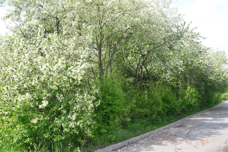 Ngỡ ngàng vẻ đẹp bình yên Siberia vào hè - ảnh 15