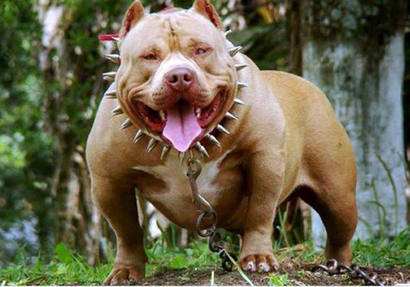 Hình ảnh chó Pitbull đẹp thuần chủng ngầu nhất  Trường THPT Kiến Thụy