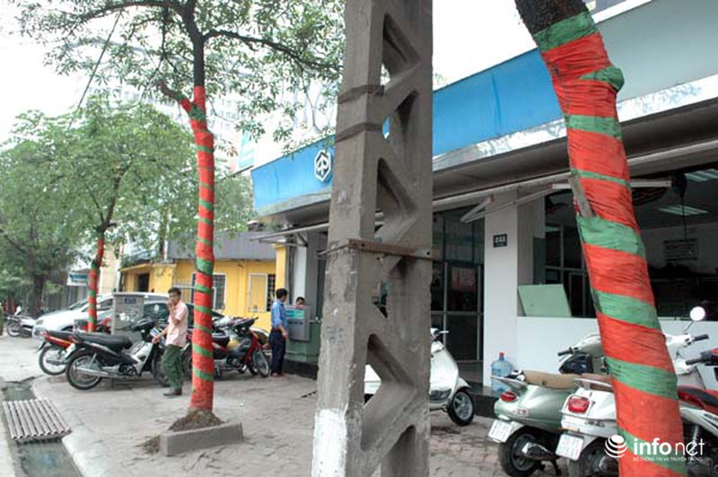 Đóng đinh “bức tử” cây xanh trên phố phường Hà Nội - ảnh 12