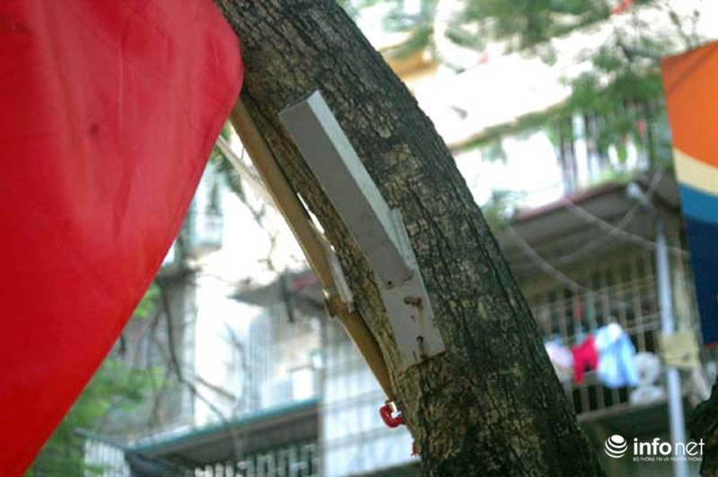 Đóng đinh “bức tử” cây xanh trên phố phường Hà Nội - ảnh 4