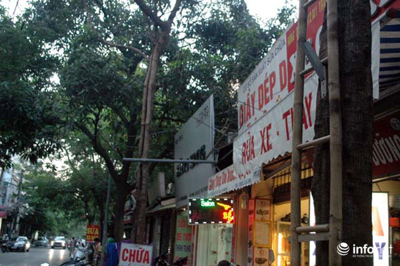 Đóng đinh “bức tử” cây xanh trên phố phường Hà Nội - ảnh 7