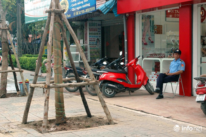 Người dân bất ngờ với hàng cây xanh trên đường Nguyễn Chí Thanh - ảnh 1