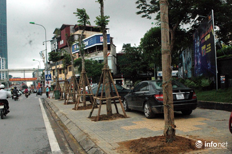 Người dân bất ngờ với hàng cây xanh trên đường Nguyễn Chí Thanh - ảnh 10