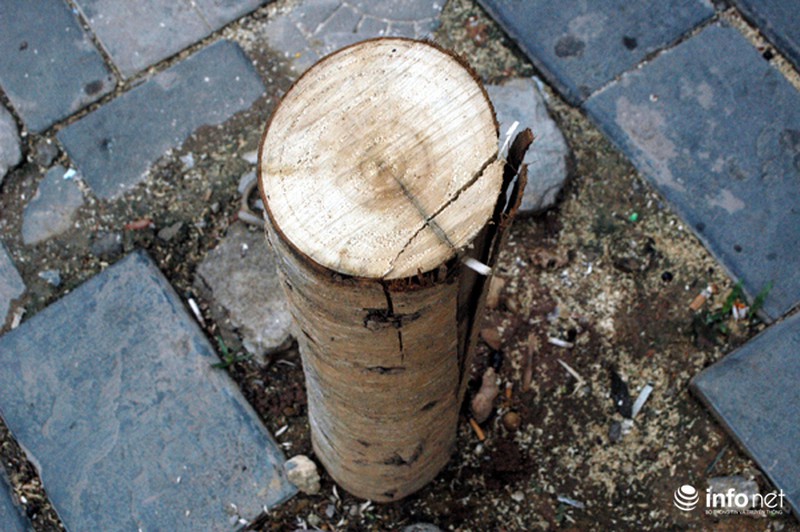 Người dân bất ngờ với hàng cây xanh trên đường Nguyễn Chí Thanh - ảnh 7