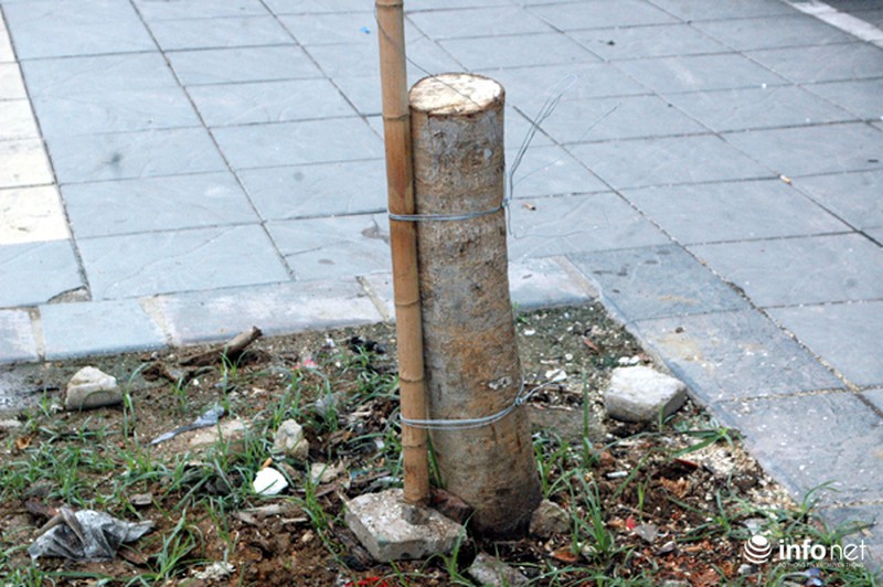 Người dân bất ngờ với hàng cây xanh trên đường Nguyễn Chí Thanh - ảnh 9