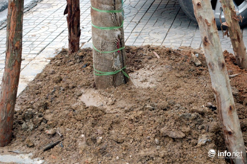 Người dân bất ngờ với hàng cây xanh trên đường Nguyễn Chí Thanh - ảnh 11