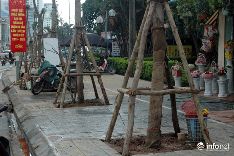 Người dân bất ngờ với hàng cây xanh trên đường Nguyễn Chí Thanh - ảnh 12