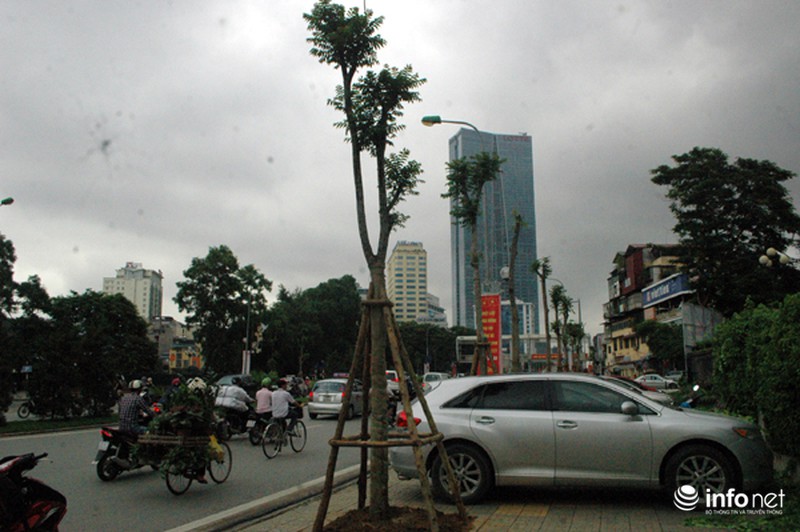 Người dân bất ngờ với hàng cây xanh trên đường Nguyễn Chí Thanh - ảnh 2