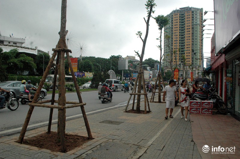 Người dân bất ngờ với hàng cây xanh trên đường Nguyễn Chí Thanh - ảnh 14