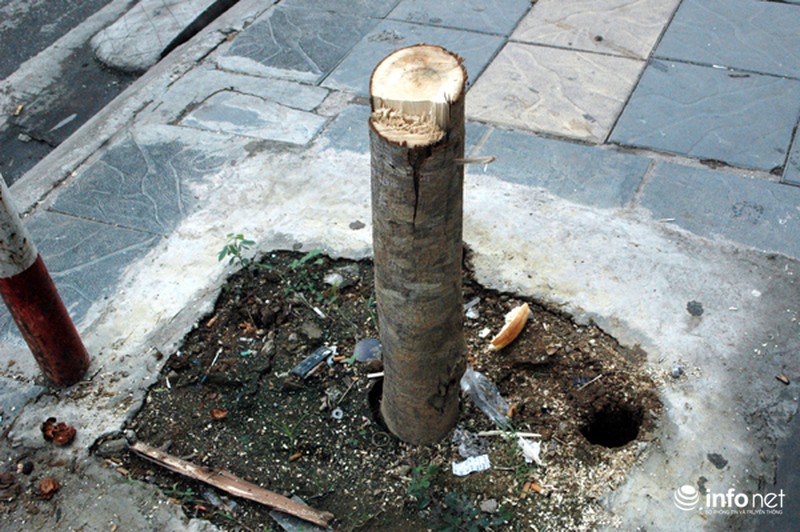 Người dân bất ngờ với hàng cây xanh trên đường Nguyễn Chí Thanh - ảnh 6