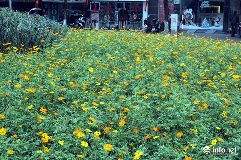 Cây xanh, thảm cỏ trên tuyến đường đẹp nhất Thủ đô bị san bằng - ảnh 8