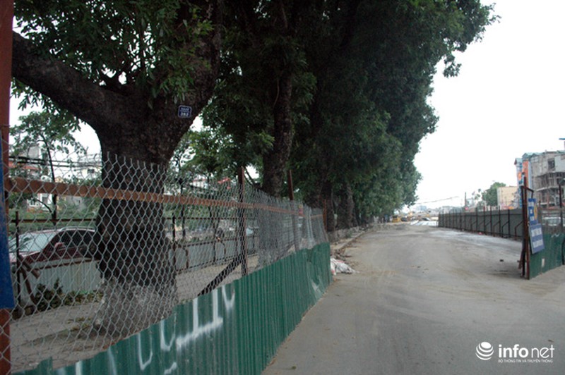 Hà Nội: Loạt cây cổ thụ đường Láng chính thức bị đốn hạ - ảnh 1