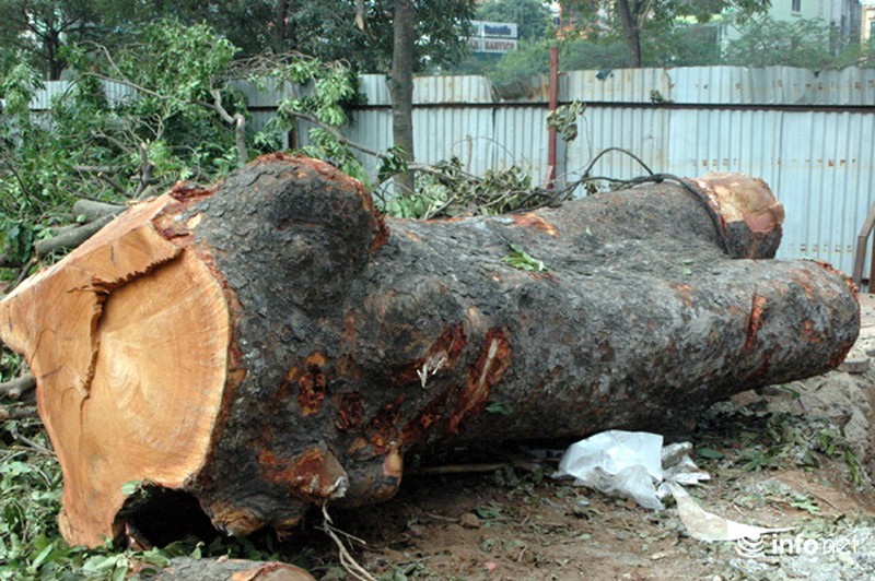 Hà Nội: Loạt cây cổ thụ đường Láng chính thức bị đốn hạ - ảnh 10