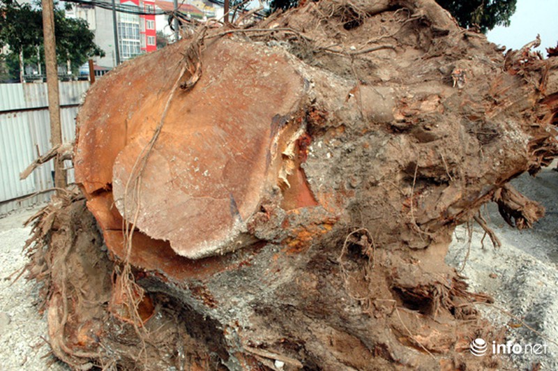 Hà Nội: Loạt cây cổ thụ đường Láng chính thức bị đốn hạ - ảnh 13