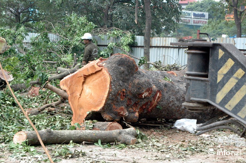 Hà Nội: Loạt cây cổ thụ đường Láng chính thức bị đốn hạ - ảnh 15