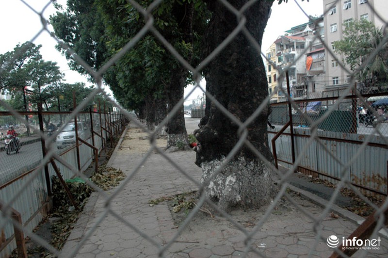 Hà Nội: Loạt cây cổ thụ đường Láng chính thức bị đốn hạ - ảnh 3
