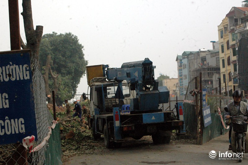 Hà Nội: Loạt cây cổ thụ đường Láng chính thức bị đốn hạ - ảnh 2