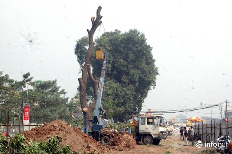 Hà Nội: Loạt cây cổ thụ đường Láng chính thức bị đốn hạ - ảnh 4
