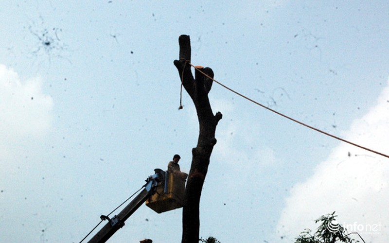 Hà Nội: Loạt cây cổ thụ đường Láng chính thức bị đốn hạ - ảnh 5