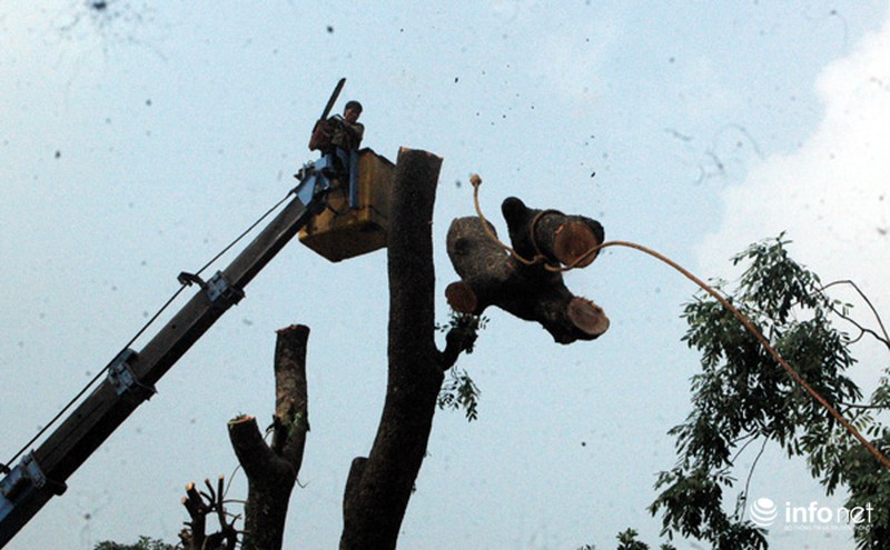 Hà Nội: Loạt cây cổ thụ đường Láng chính thức bị đốn hạ - ảnh 6