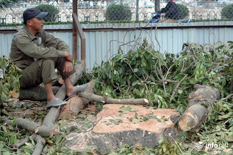 Hà Nội: Loạt cây cổ thụ đường Láng chính thức bị đốn hạ - ảnh 7