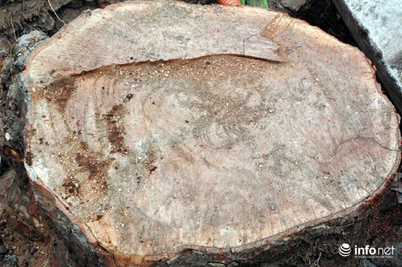 Hà Nội: Loạt cây cổ thụ đường Láng chính thức bị đốn hạ - ảnh 8