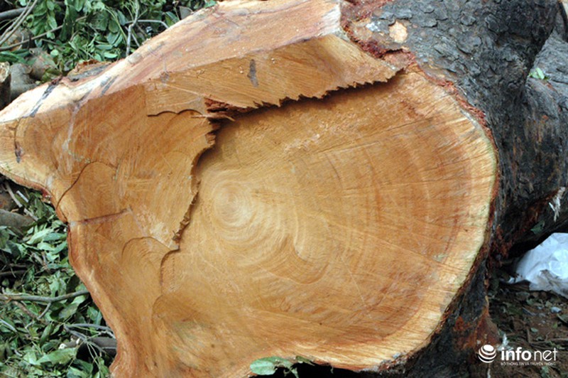 Hà Nội: Loạt cây cổ thụ đường Láng chính thức bị đốn hạ - ảnh 9