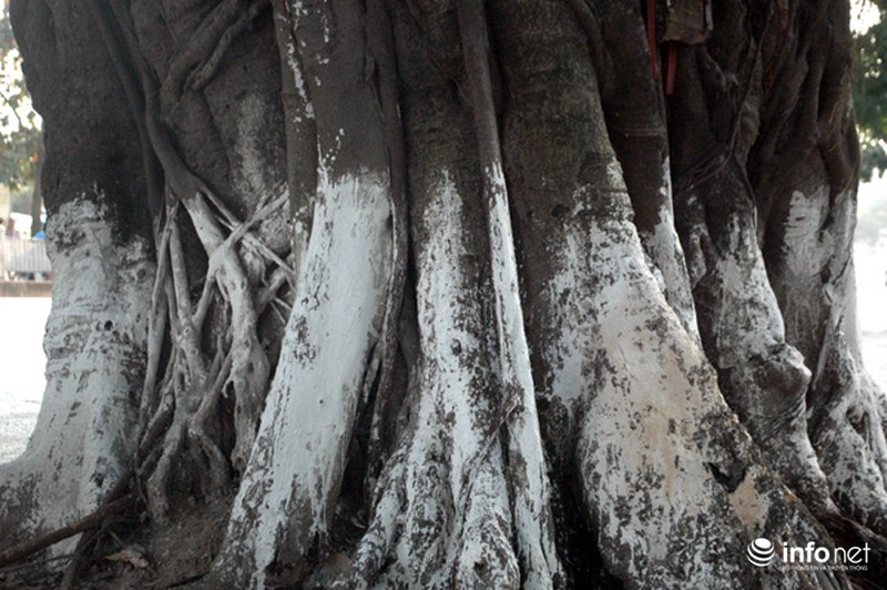 Sau Tết, hàng cây xà cừ bên hồ Thủ Lệ sẽ bị đánh chuyển, chặt hạ - ảnh 5