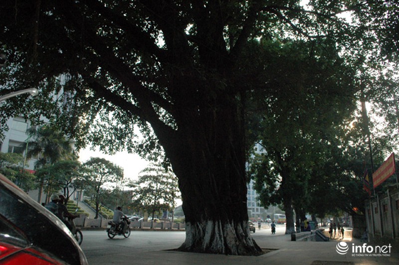 Sau Tết, hàng cây xà cừ bên hồ Thủ Lệ sẽ bị đánh chuyển, chặt hạ - ảnh 4