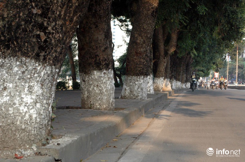 Sau Tết, hàng cây xà cừ bên hồ Thủ Lệ sẽ bị đánh chuyển, chặt hạ - ảnh 3