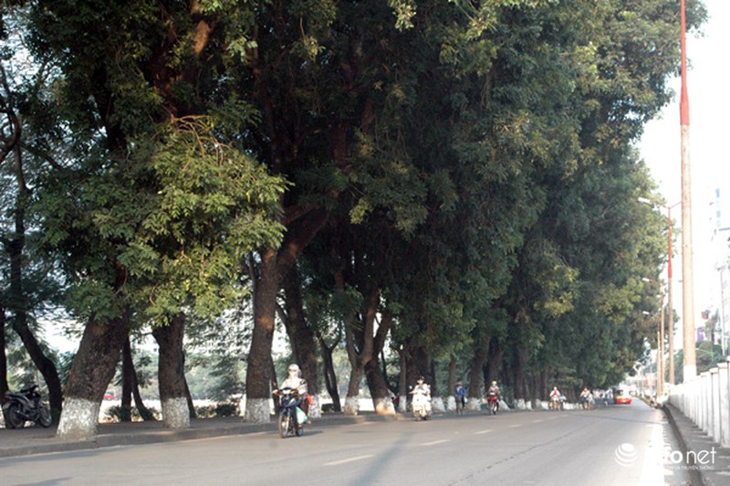 Sau Tết, hàng cây xà cừ bên hồ Thủ Lệ sẽ bị đánh chuyển, chặt hạ - ảnh 1