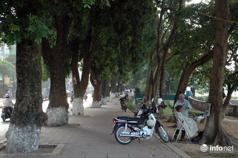 Sau Tết, hàng cây xà cừ bên hồ Thủ Lệ sẽ bị đánh chuyển, chặt hạ - ảnh 2